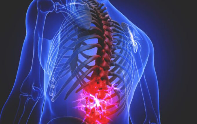 Spine